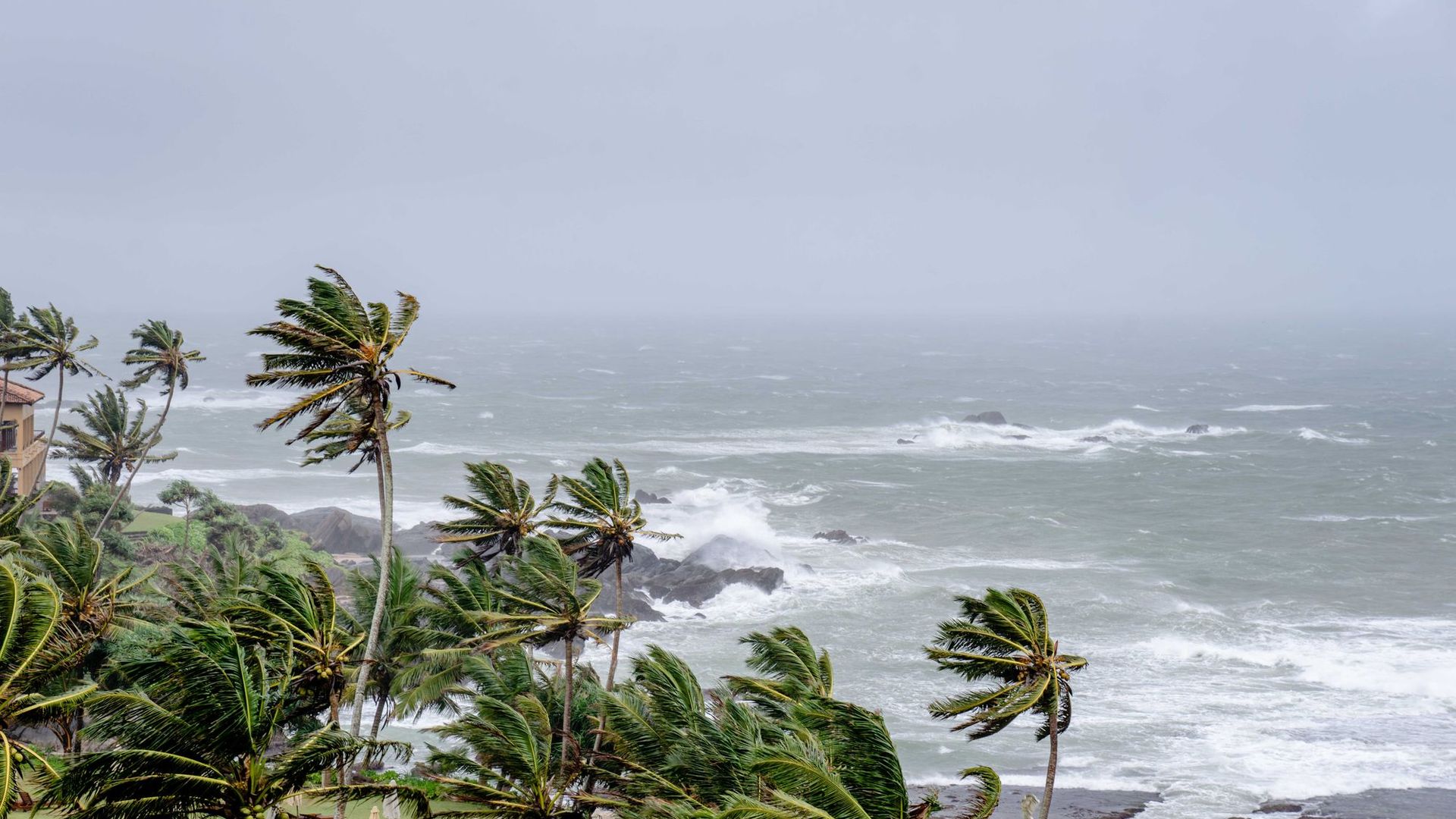 Palm trees swaying in strong wind by a stormy ocean