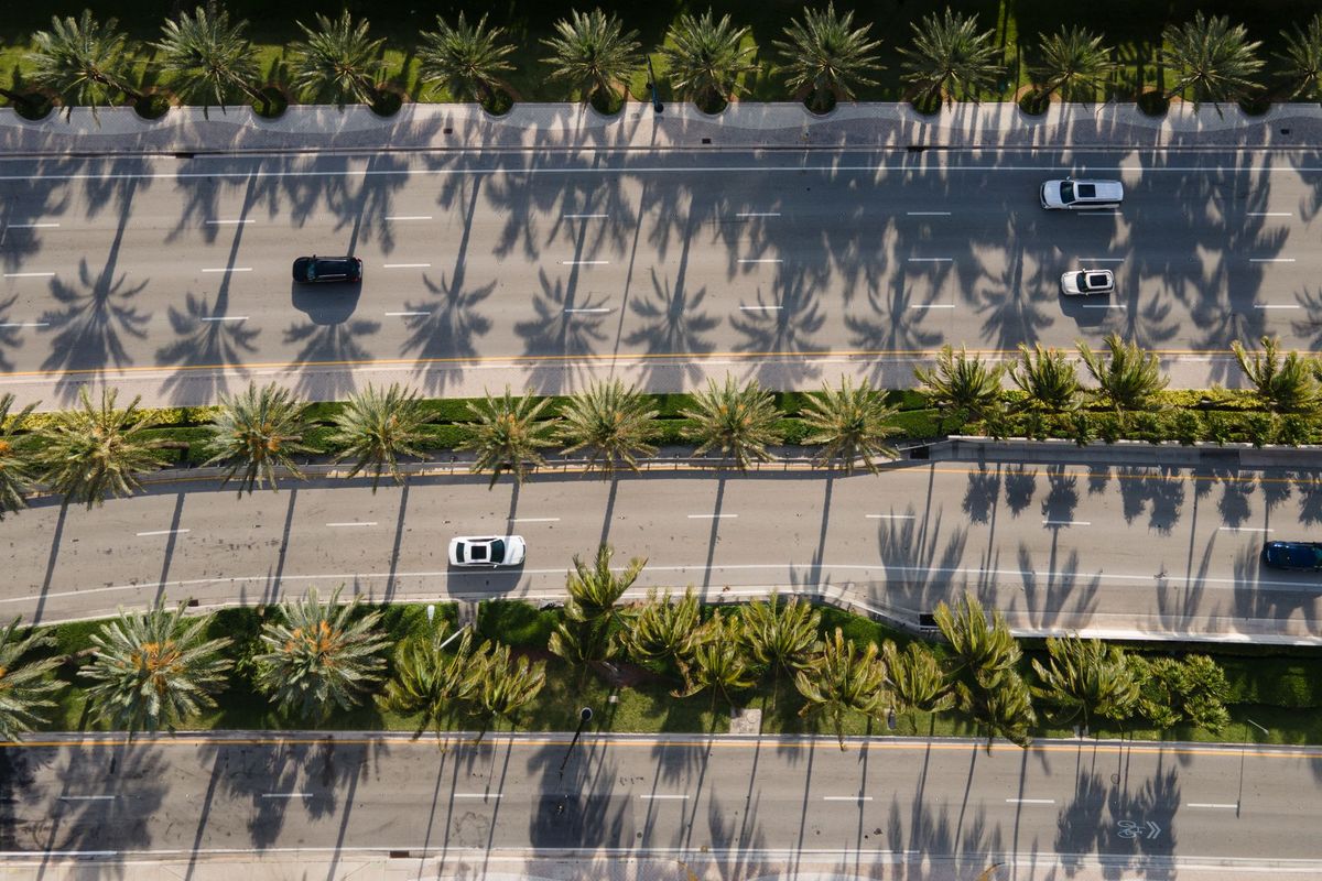 A palm-lined road seen from above