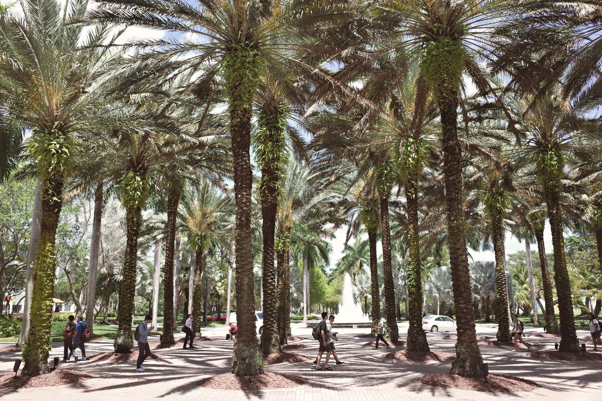 Students walking under palm trees on a South Florida campus