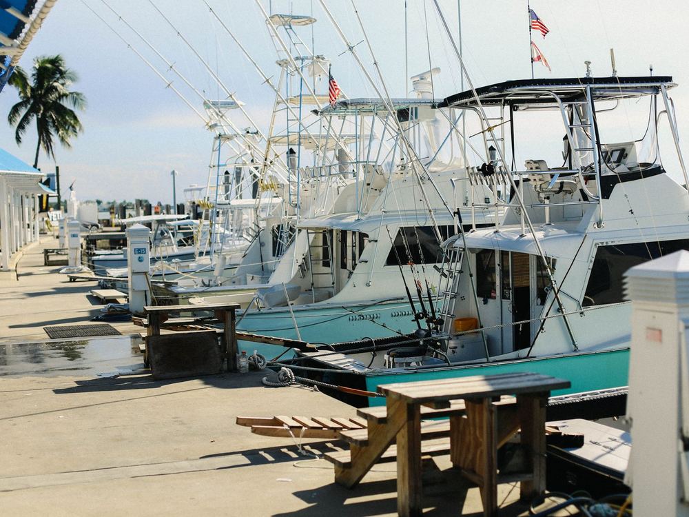 Boats at a marina with palm trees