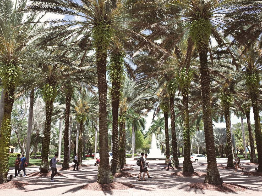 Students walking under palm trees on a South Florida campus