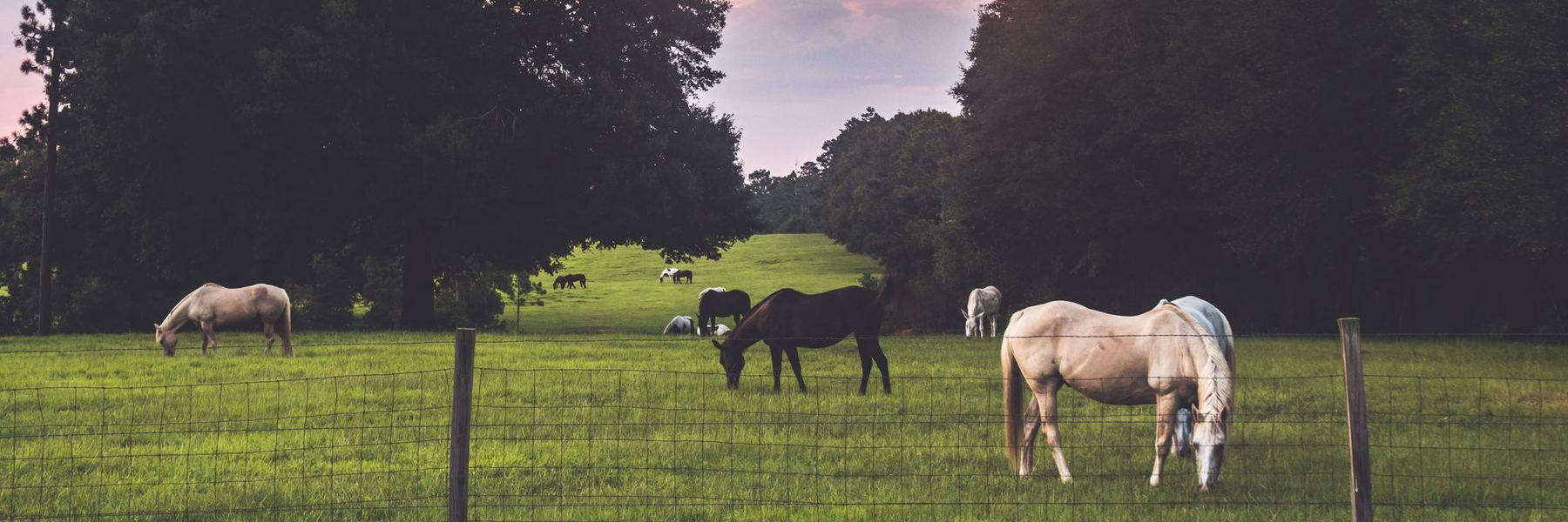 Horses grazing in a fenced pasture in Florida